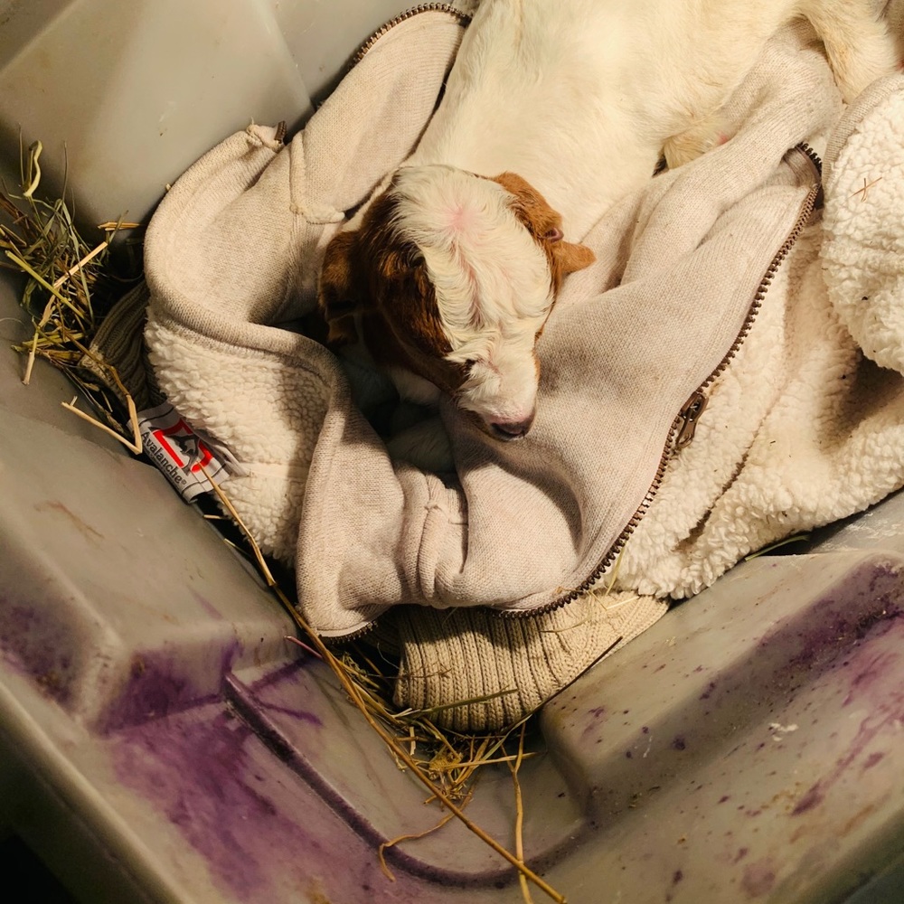 Meet your Posher, Mira